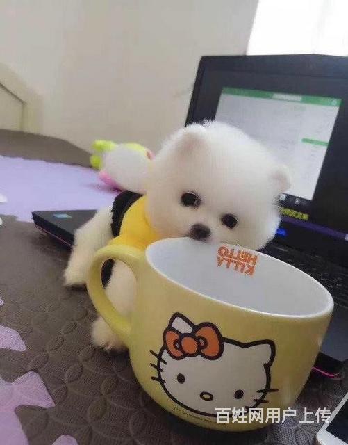 通辽买一只博美需要多少钱，博美犬舍地址的图片