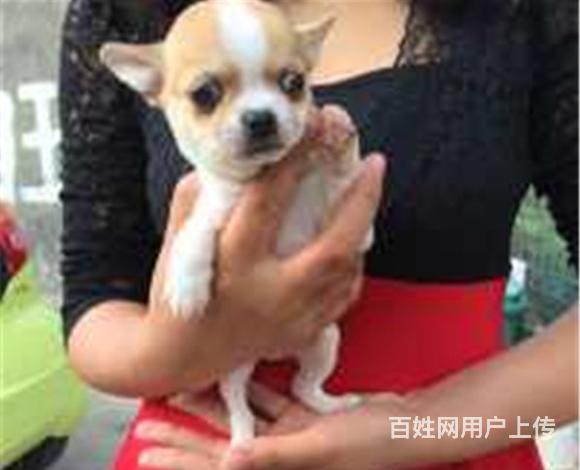 烟台哪有繁殖吉娃娃幼犬的，吉娃娃幼犬多少钱一只的图片