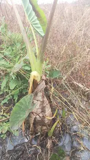 兰溪香芋新鲜个大粉懦香，现挖是当下时令菜