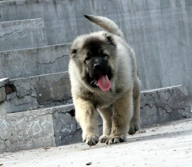 本地狗场高加索成犬巨型犬高加索熊版高加索犬老枪犬舍