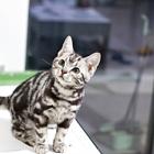本地哪里有虎斑猫卖 价格多少 图片 粘人吗