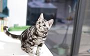 纯种虎斑猫市场价多少 图片价格 虎斑猫怎么养