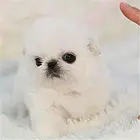 抚州【十年老店】常年繁殖优质血统京巴幼犬