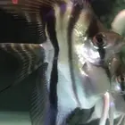 桃心玛卡