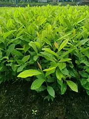 黄金叶茶苗 安吉白茶苗 自产自销 价格面议