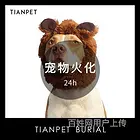 德阳十年宠物殡葬服务老店,德阳哪里有宠物殡葬公司