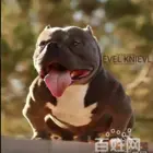 池州哪里有卖美国恶霸犬的，纯种恶霸犬多少钱一只