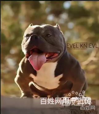 常州正规恶霸犬犬舍，专业繁育纯种美国恶霸犬【纯种】的图片