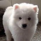张掖【十年老店】常年繁殖优质血统银狐幼犬