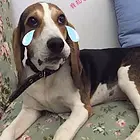 日照血统德比格犬哪里有卖，血统比格犬一般多少钱