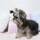 周口哪里可以买到精品约克夏犬 约克夏连锁店