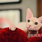 昆明纯种精灵猫幼崽特价转让