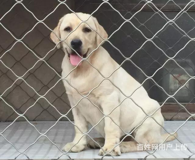 奶油 黑色 赛级拉布拉多犬 纯种拉布拉多犬