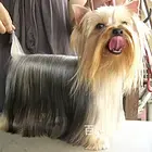 【货到付款】周口约克夏多少钱一只  约克夏犬血统好吗
