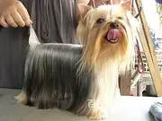 【货到付款】周口约克夏多少钱一只  约克夏犬血统好吗