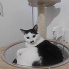 田园猫无偿领养