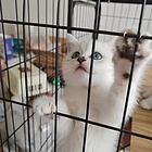 银渐层，找真心想养的猫咪主人，小偿，自家下的崽