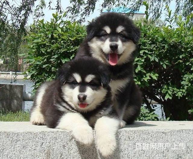 出售纯种高品质阿拉斯加犬公母均有包健康签售后协议