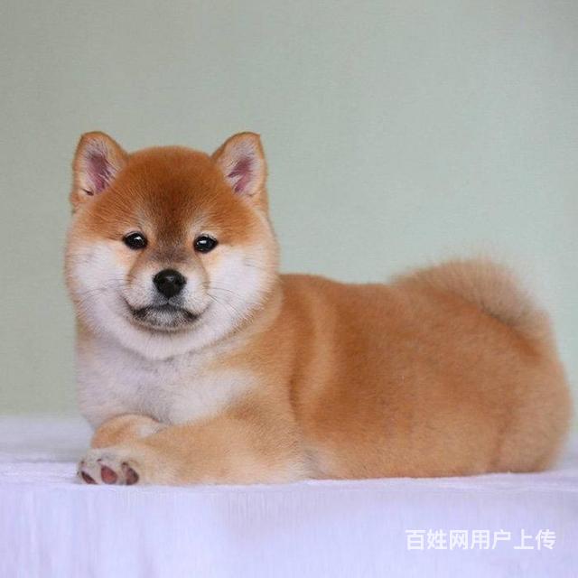 纯种柴犬幼犬多少钱一只 三个月柴犬多少钱