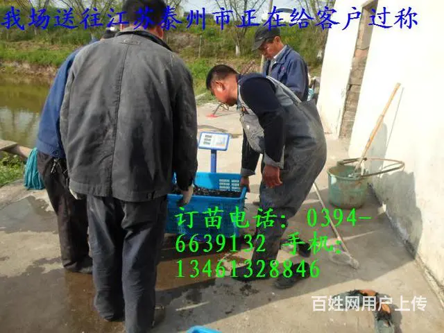 河南本地鲶鱼（俗称土塘虱）革胡鲶鱼苗的图片