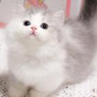 哪里有卖拿破仑的多少钱 矮脚猫长毛猫包纯种健康