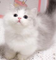 哪里有卖矮脚拿破仑猫的多少钱 中国人不骗中国人