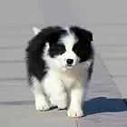纯种高品质边牧幼犬出售 疫苗驱虫 保证健康可签协议