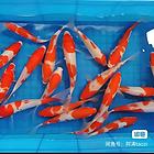 10条80...10多厘米
