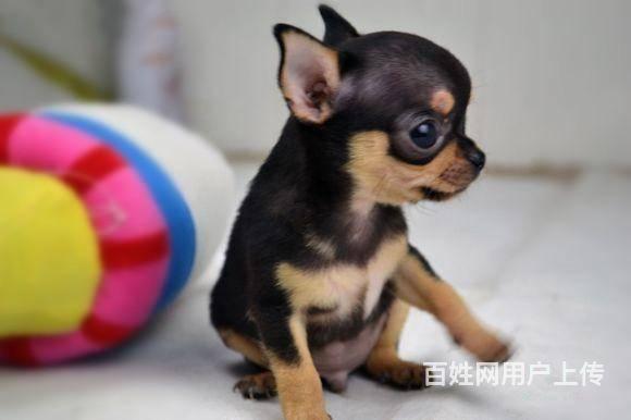 北京吉娃娃犬价格 墨西哥吉娃娃 高品质吉娃娃幼犬