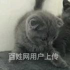 湖北宜昌纯种双血统蓝猫怎么卖