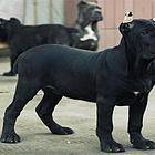 精品卡斯罗幼犬出售毛色好 血统纯正 签协议包养活