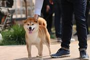 黄冈优莱柴犬|豆柴|专业犬舍，高品质柴犬基地