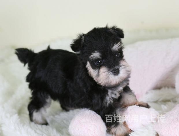 雪纳瑞幼犬出售北京赛级雪纳瑞价格京诺犬业