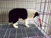 池州哪里可以买到纯种边牧