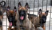 泉州马犬养殖基地Ⅰ马犬繁殖基地