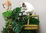 哪里有加菲猫卖的 加菲猫怎么养比较好