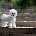 纯种比熊犬价格 法系卷毛比熊 健康保一年 签订协议