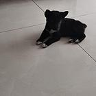 柴犬幼犬，黑色聪明可爱