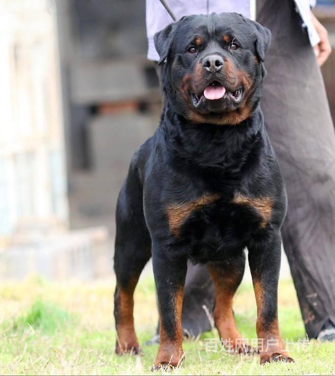 三个月北京罗威纳出售罗威纳犬舍,专业繁育罗威纳犬