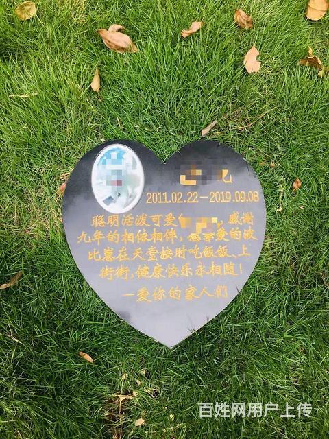 徐州专业处理宠物善后,徐州正规宠物火中心地址的图片