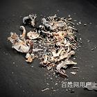平顶山哪里有宠物殡葬公司,平顶山小动物死亡处理机构