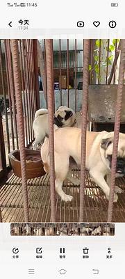八哥犬种公对外借配