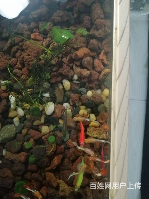 低价出售观赏热带鱼的图片