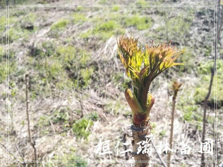 甘肃乌龙头树苗,甘肃那里有乌龙头苗木