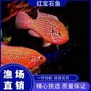 红宝石鱼