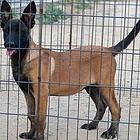 四平哪儿有纯种马犬出售，纯种马犬多价位表