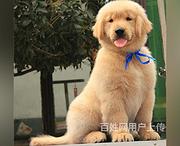 嘉兴买一只金毛需要多少钱，金毛犬舍地址