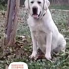 拉布拉多种公优惠借配300