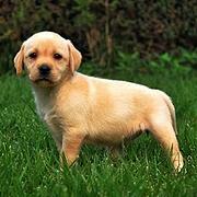 白山哪里可以买到精品拉布拉多犬 拉布拉多连锁店