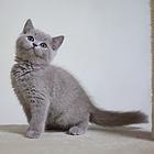 漳州蓝猫养殖户◆蓝猫多少钱一个